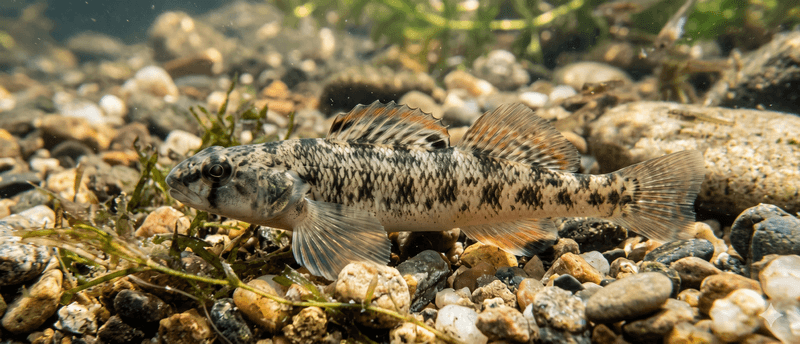 Tessellated Darter